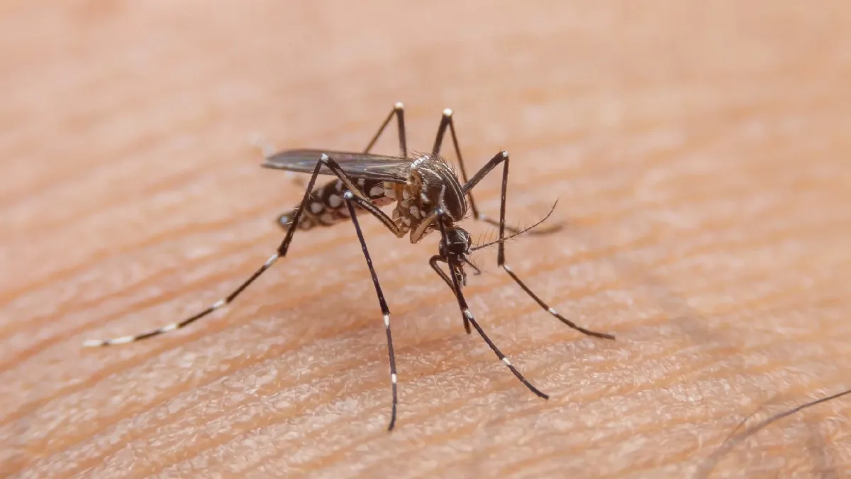 Dengue hemorrágica: detecção, tratamento e prevenção